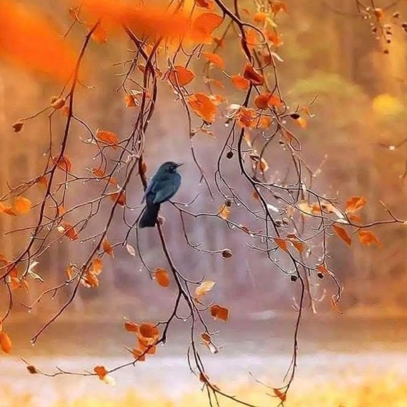 🦋☀️Like For Live Posh Show Notifications🩷🌻 - Picture 12 of 17